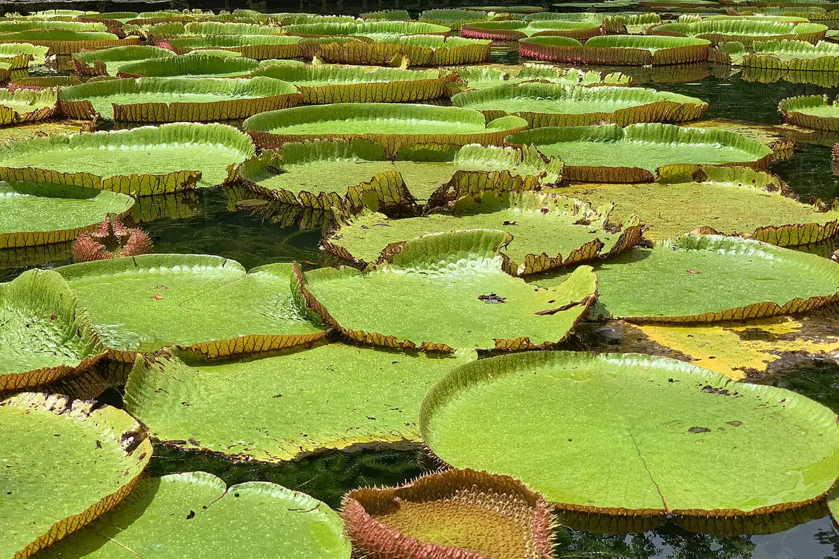 Pond filters and UV clarifiers