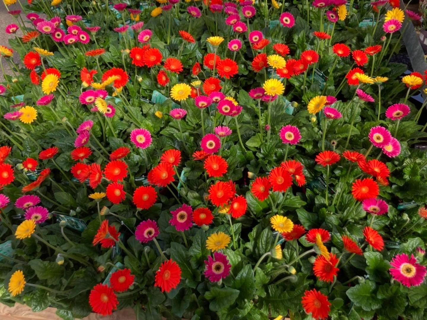 Beech Hall Farm Garden Centre