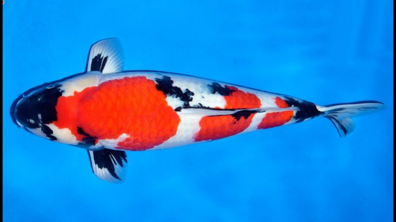 Howie Koi Dorset