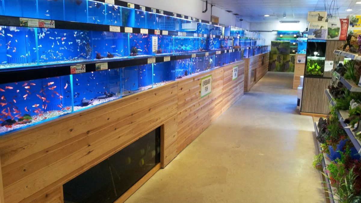 Maidenhead Aquatics Aylesbury