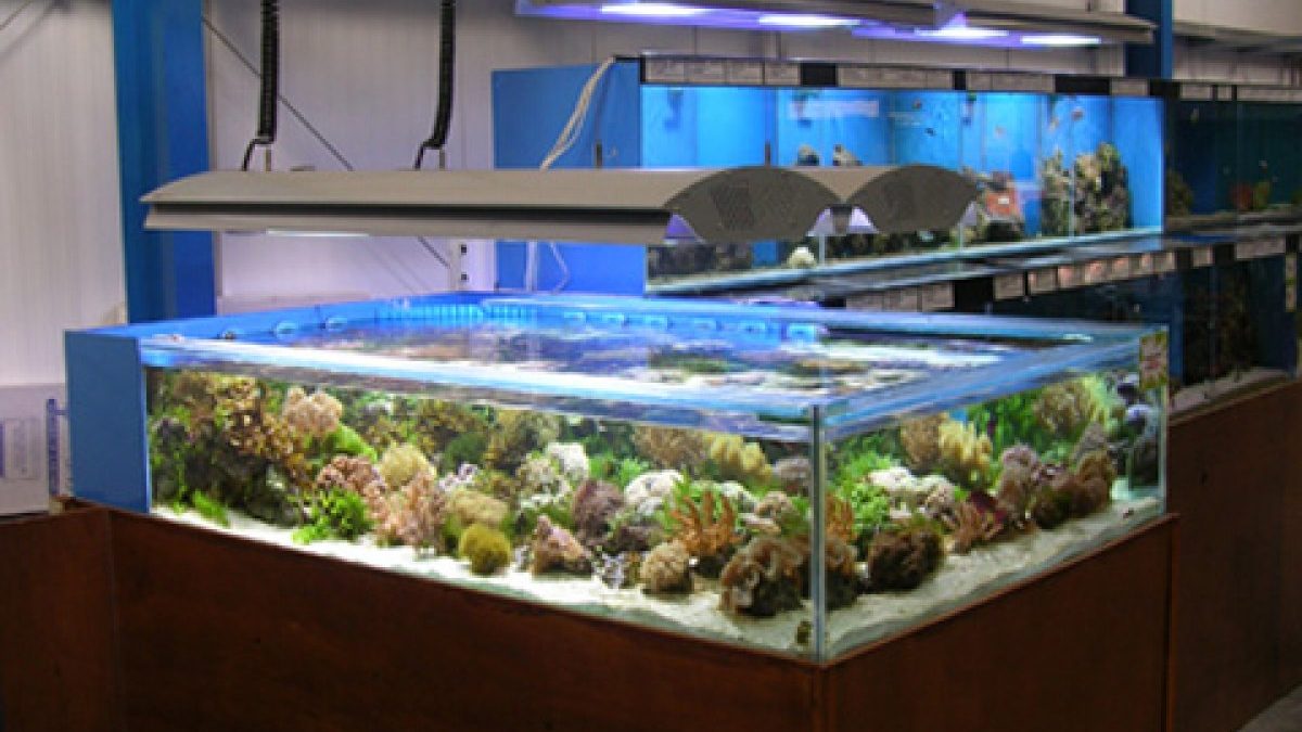 Maidenhead Aquatics Barnstaple