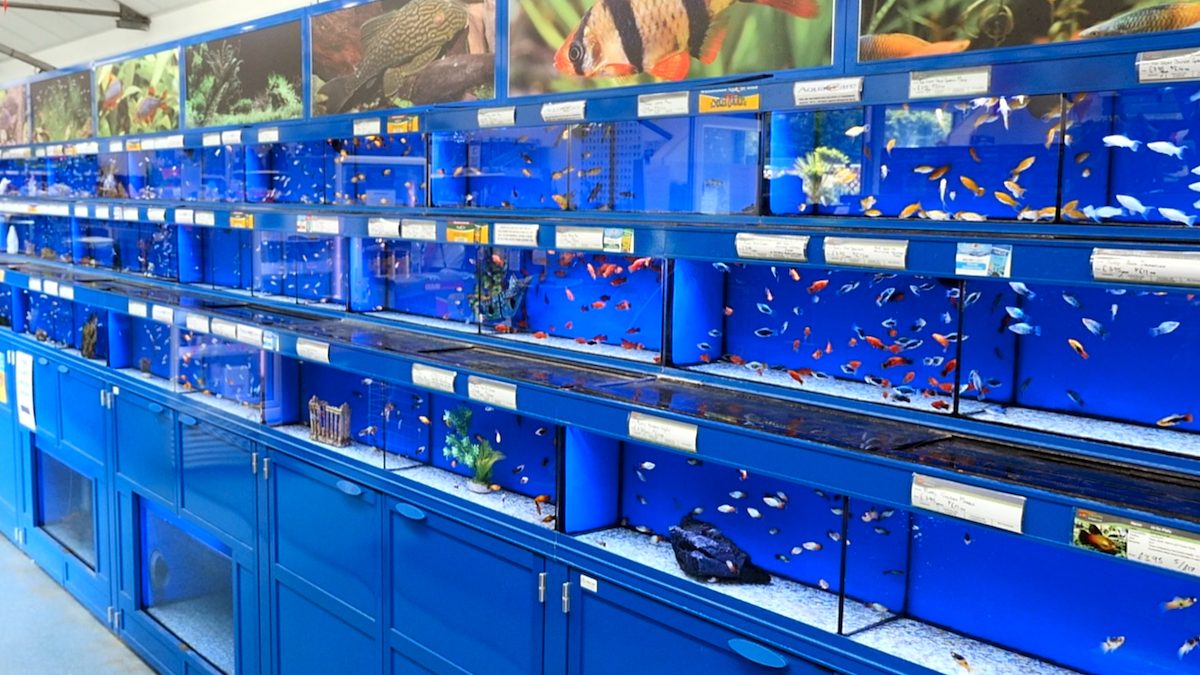 Maidenhead Aquatics Booker