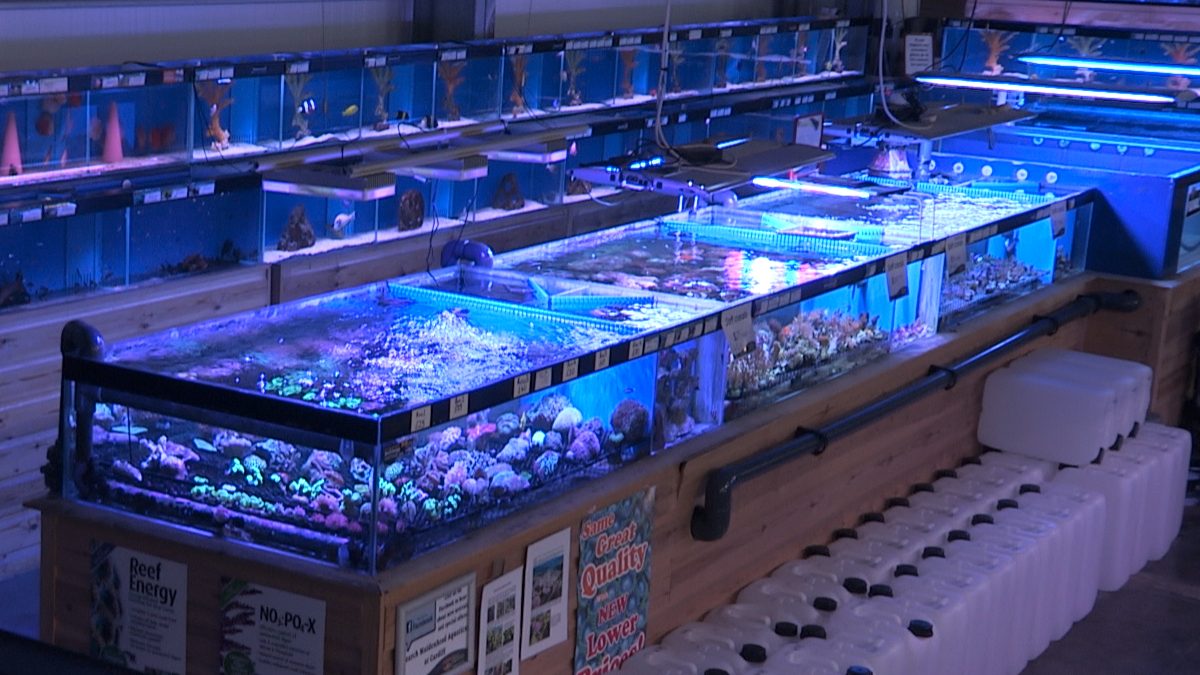 Maidenhead Aquatics Cardiff