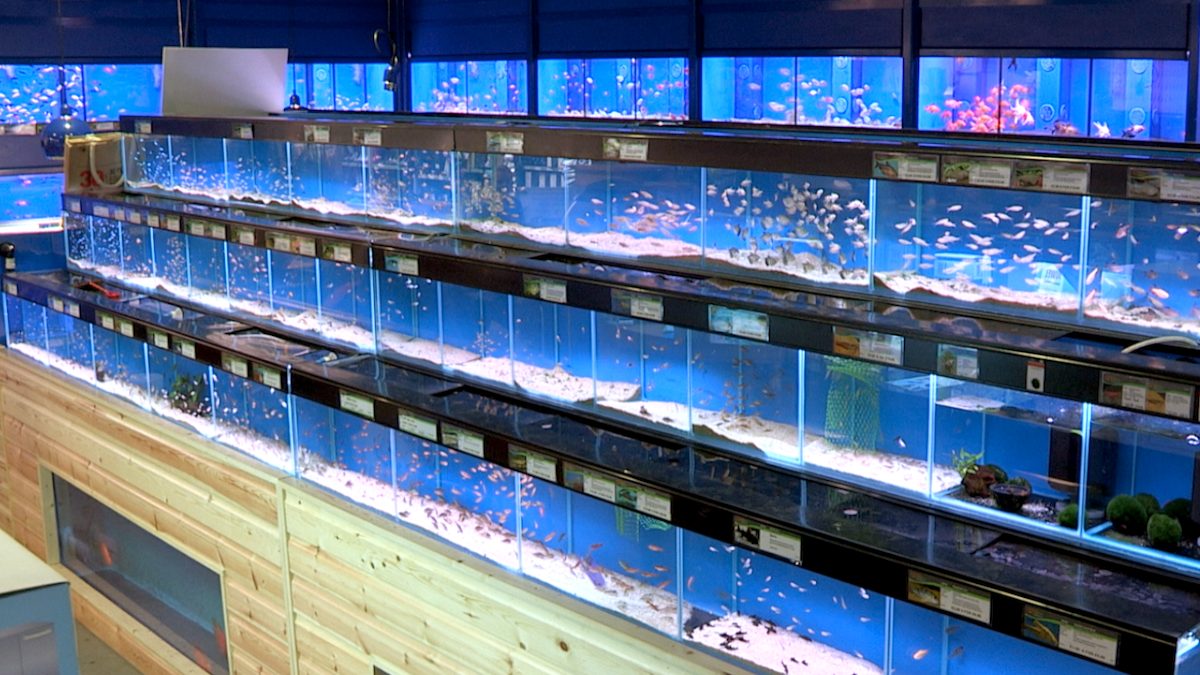 Maidenhead Aquatics Carlisle Dobbies