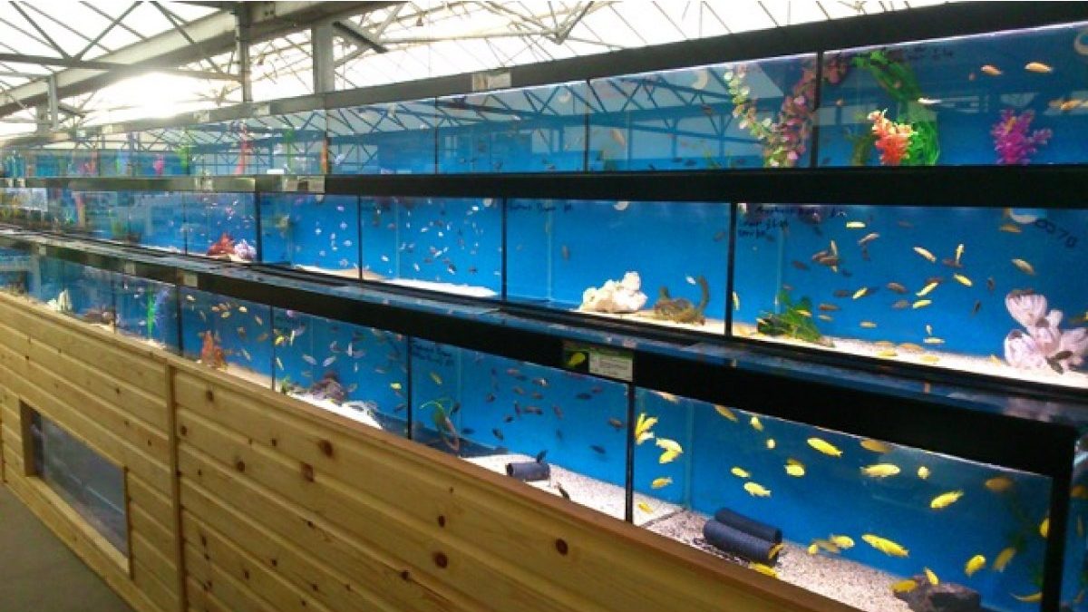 Maidenhead Aquatics Carr Farm