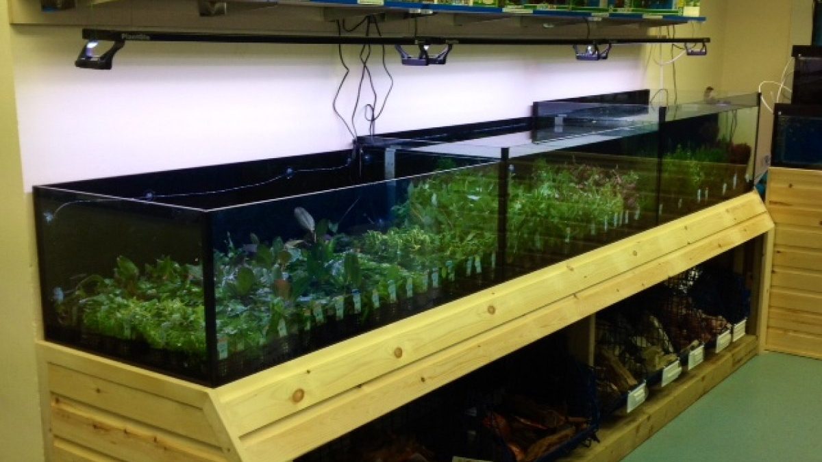 Maidenhead Aquatics Chester
