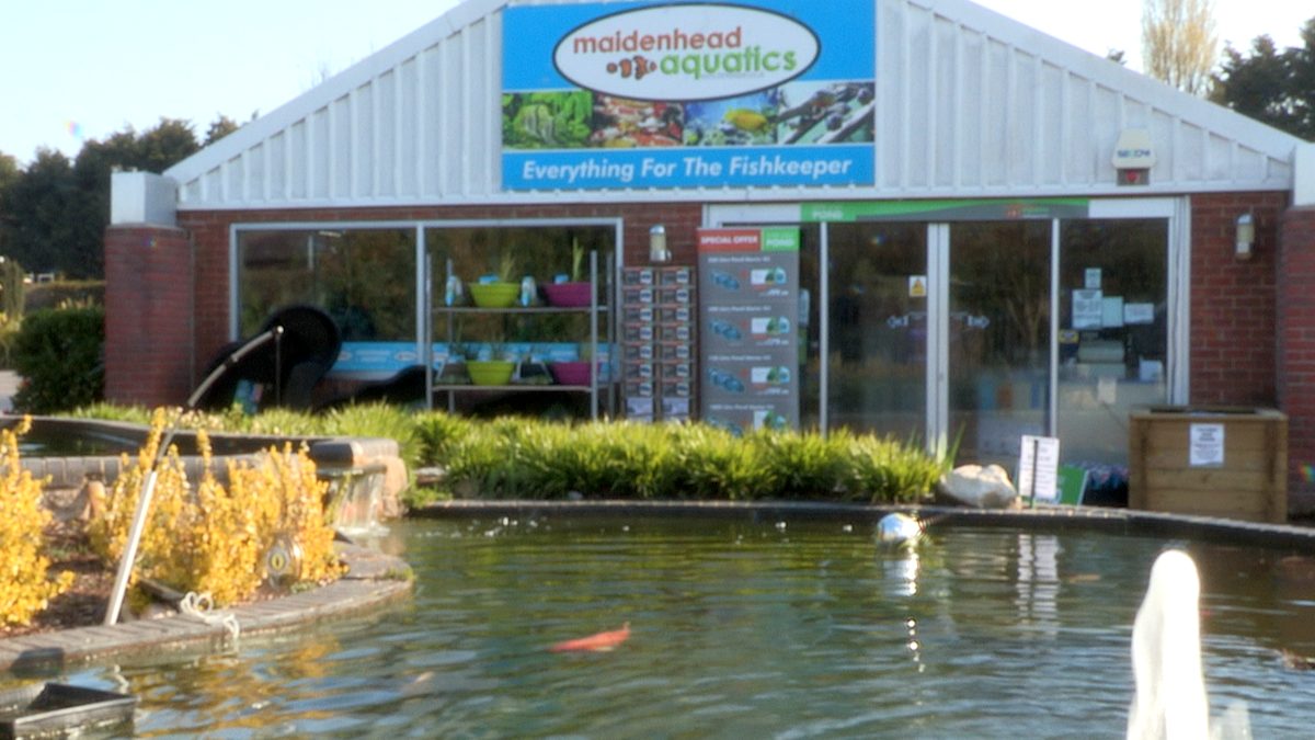 Maidenhead Aquatics Christchurch