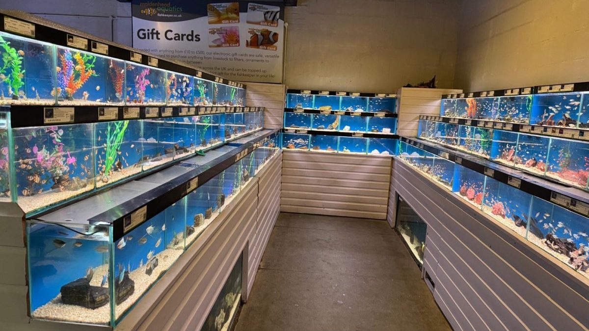 Maidenhead Aquatics Coventry