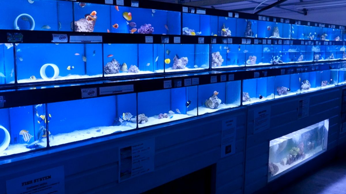 Maidenhead Aquatics Cwmbran