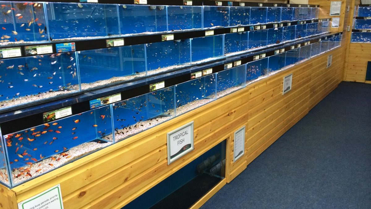 Maidenhead Aquatics Grantham
