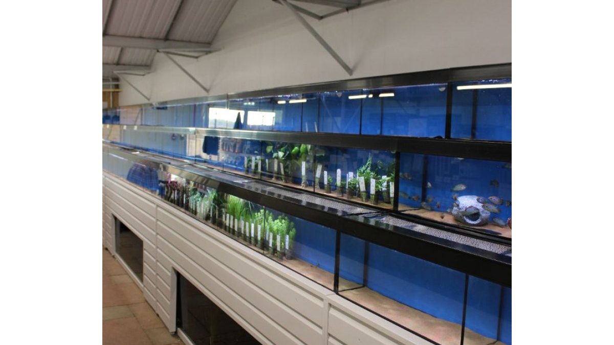 Maidenhead Aquatics Great Yarmouth
