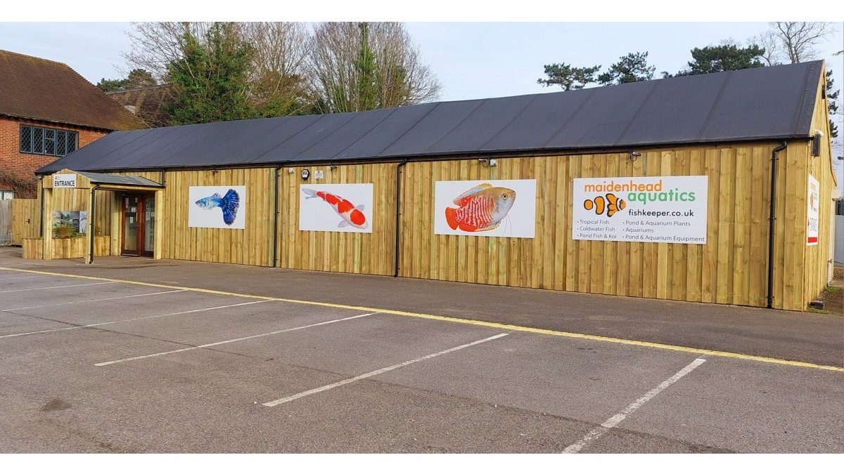 Maidenhead Aquatics Hare Hatch