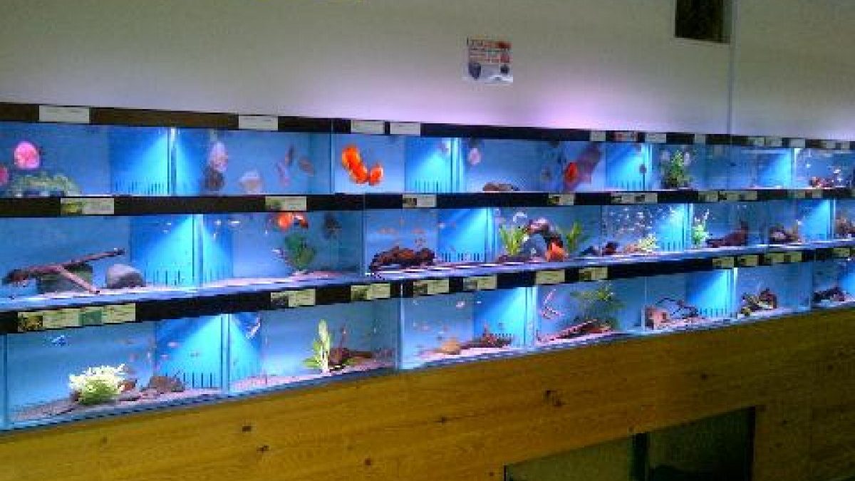 Maidenhead Aquatics Iver