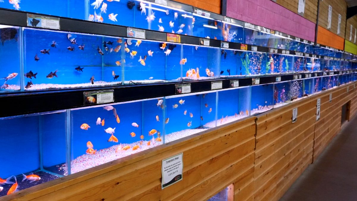Maidenhead Aquatics Leicester