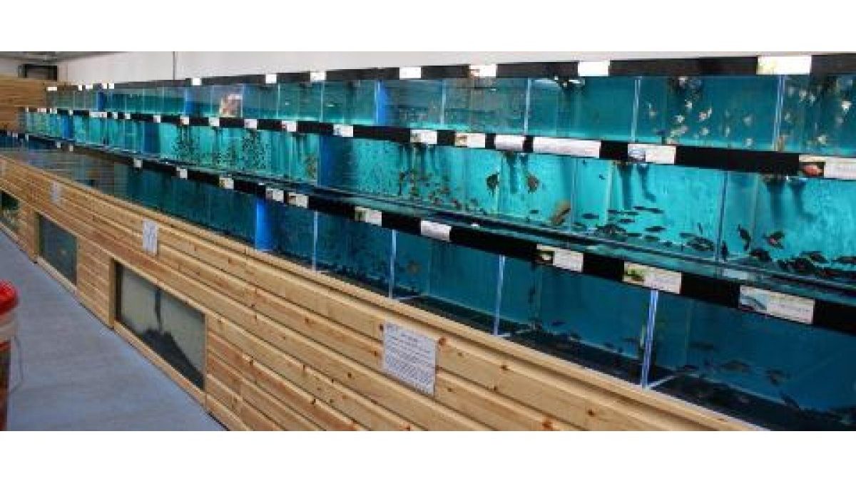Maidenhead Aquatics Norwich