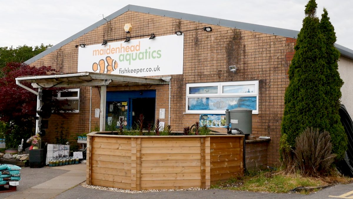 Maidenhead Aquatics Pontarddulais