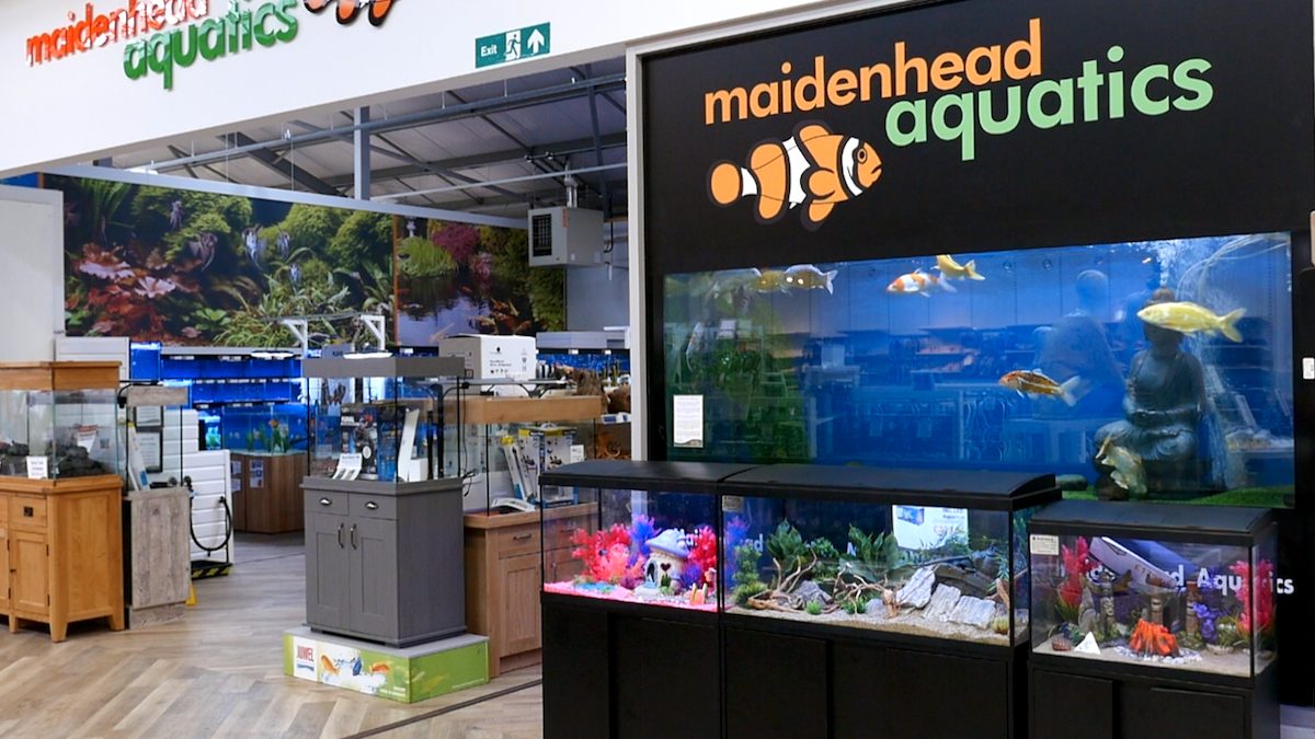 Maidenhead Aquatics Shrewsbury