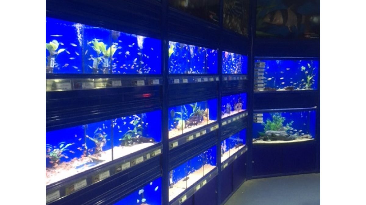 Maidenhead Aquatics Southport