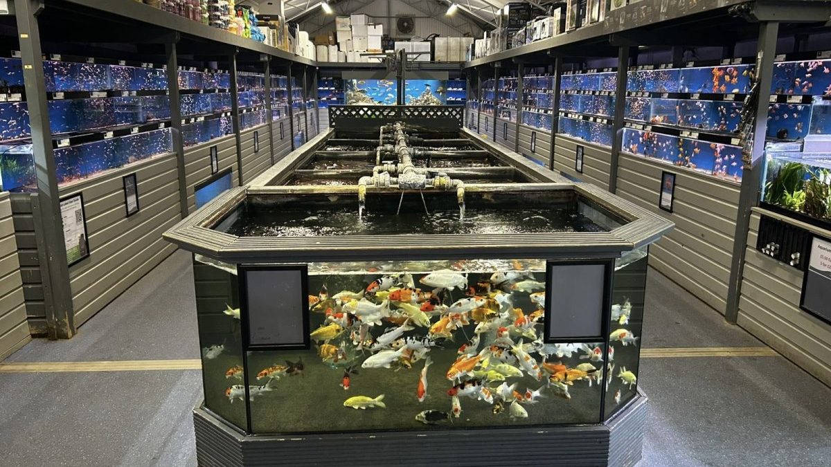 Maidenhead Aquatics Summerhill