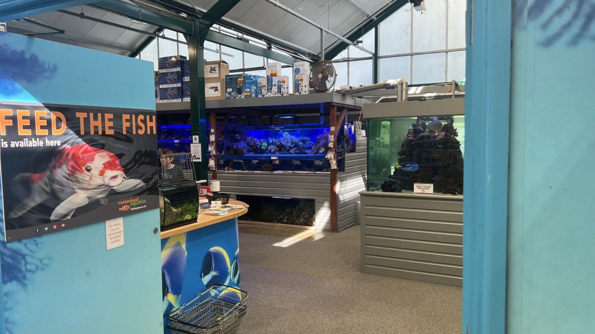 Maidenhead Aquatics Weybridge