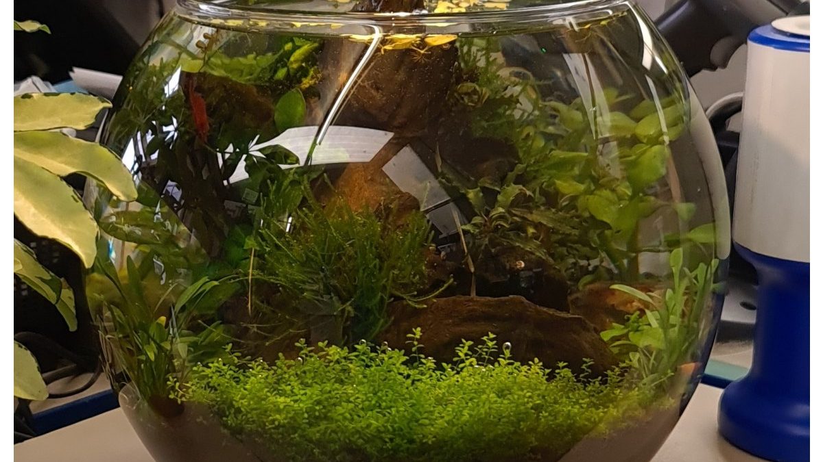 Maidenhead Aquatics Wilton