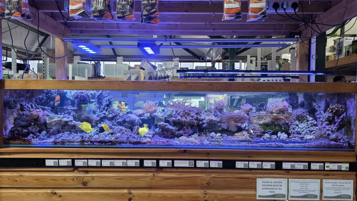 Maidenhead Aquatics Woodbridge