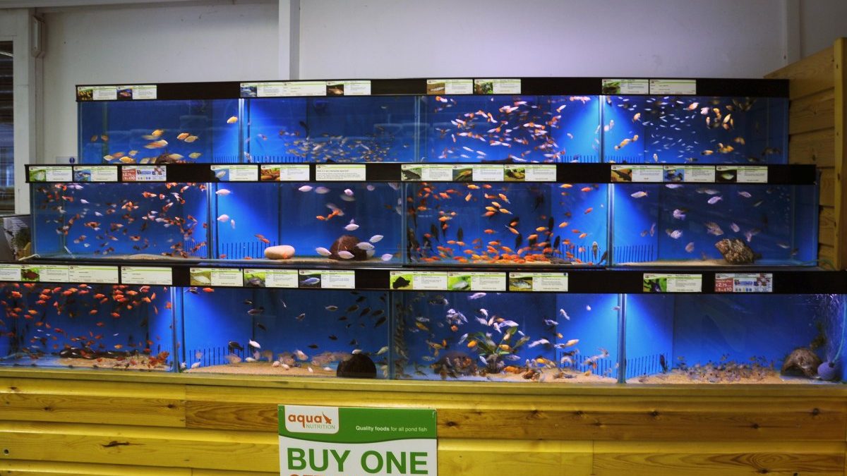 Maidenhead Aquatics Woodford
