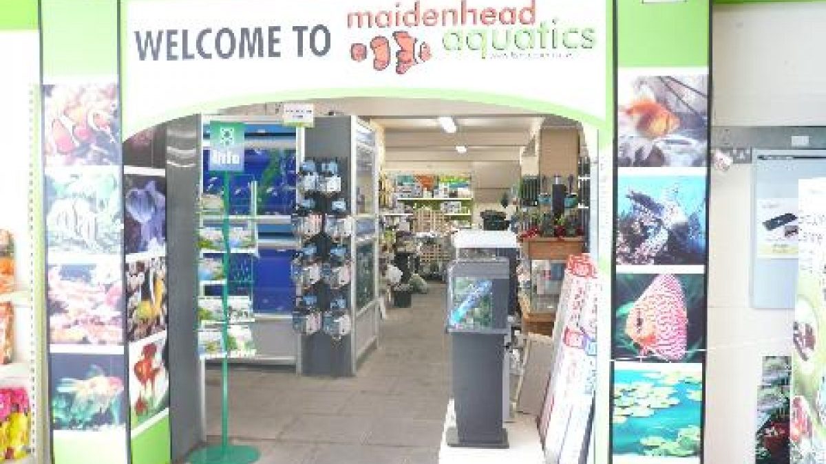 Maidenhead Aquatics Wrexham