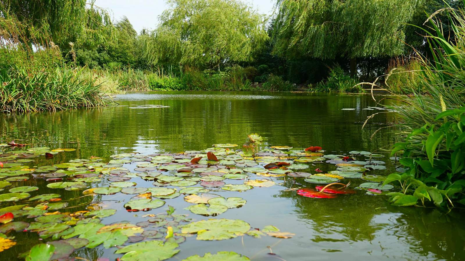 Pond Aquatics Everything For Ponds