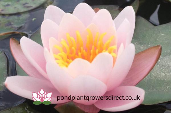 Pond Plant Growers Direct