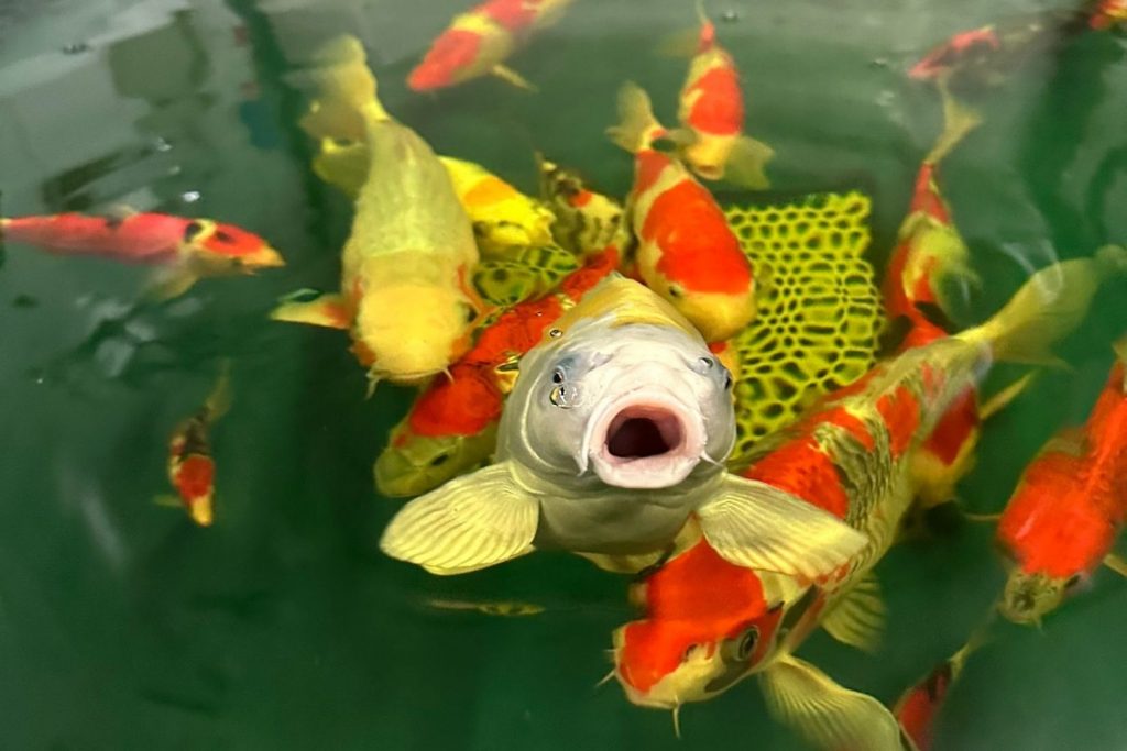 Shirley Aquatics - Japanese Koi Centre