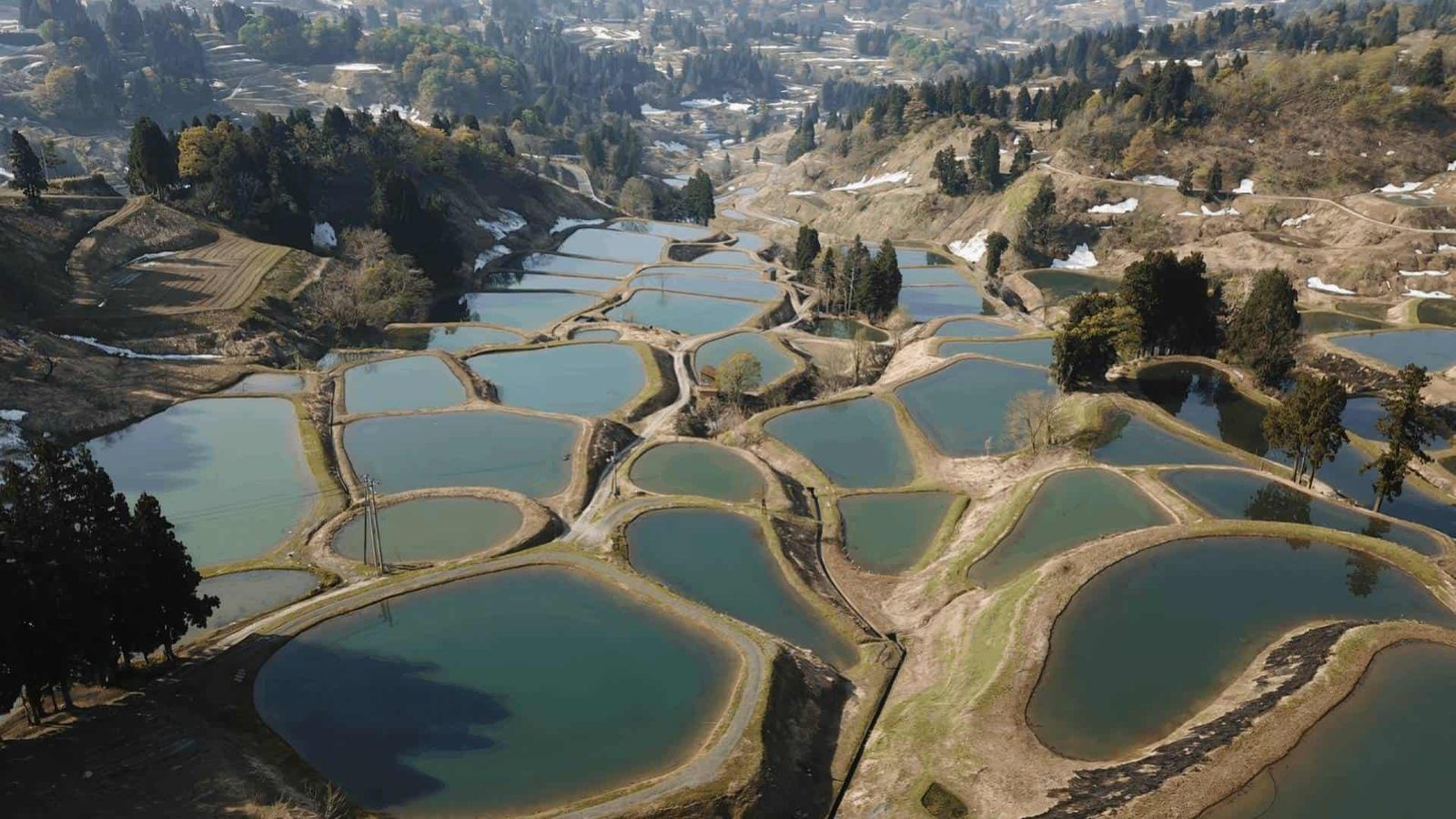 Shosha Koi