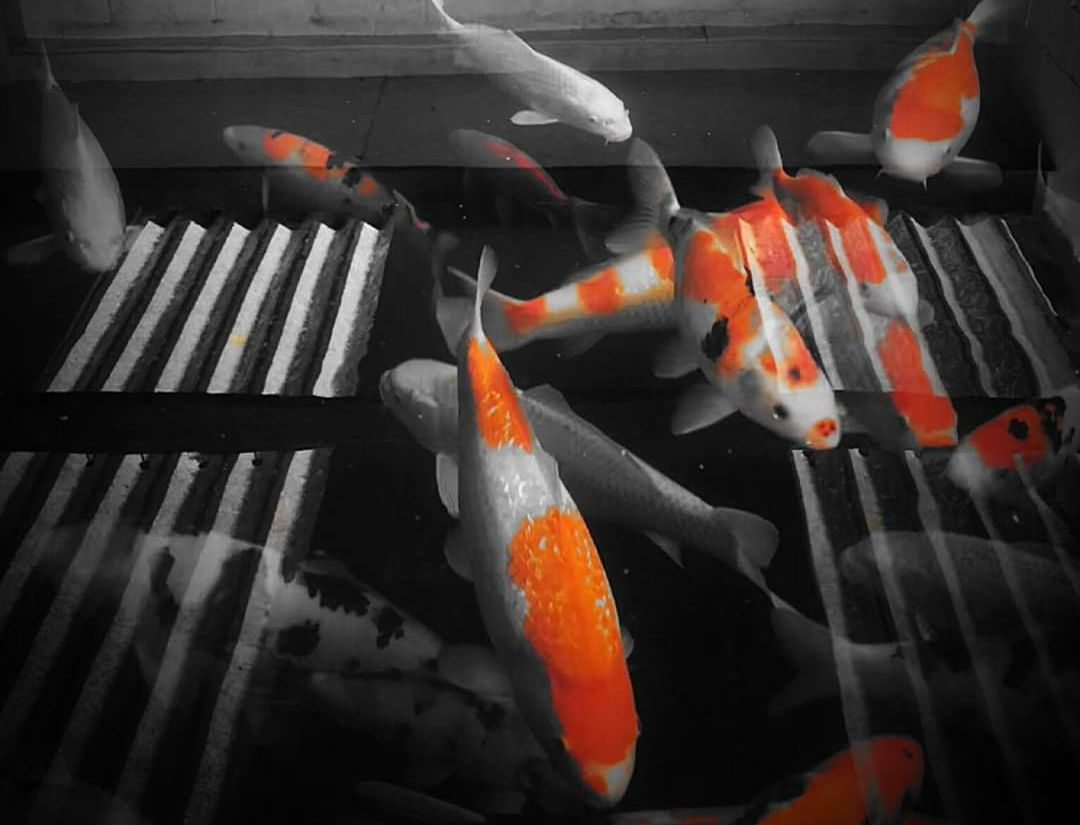 The Koi Place