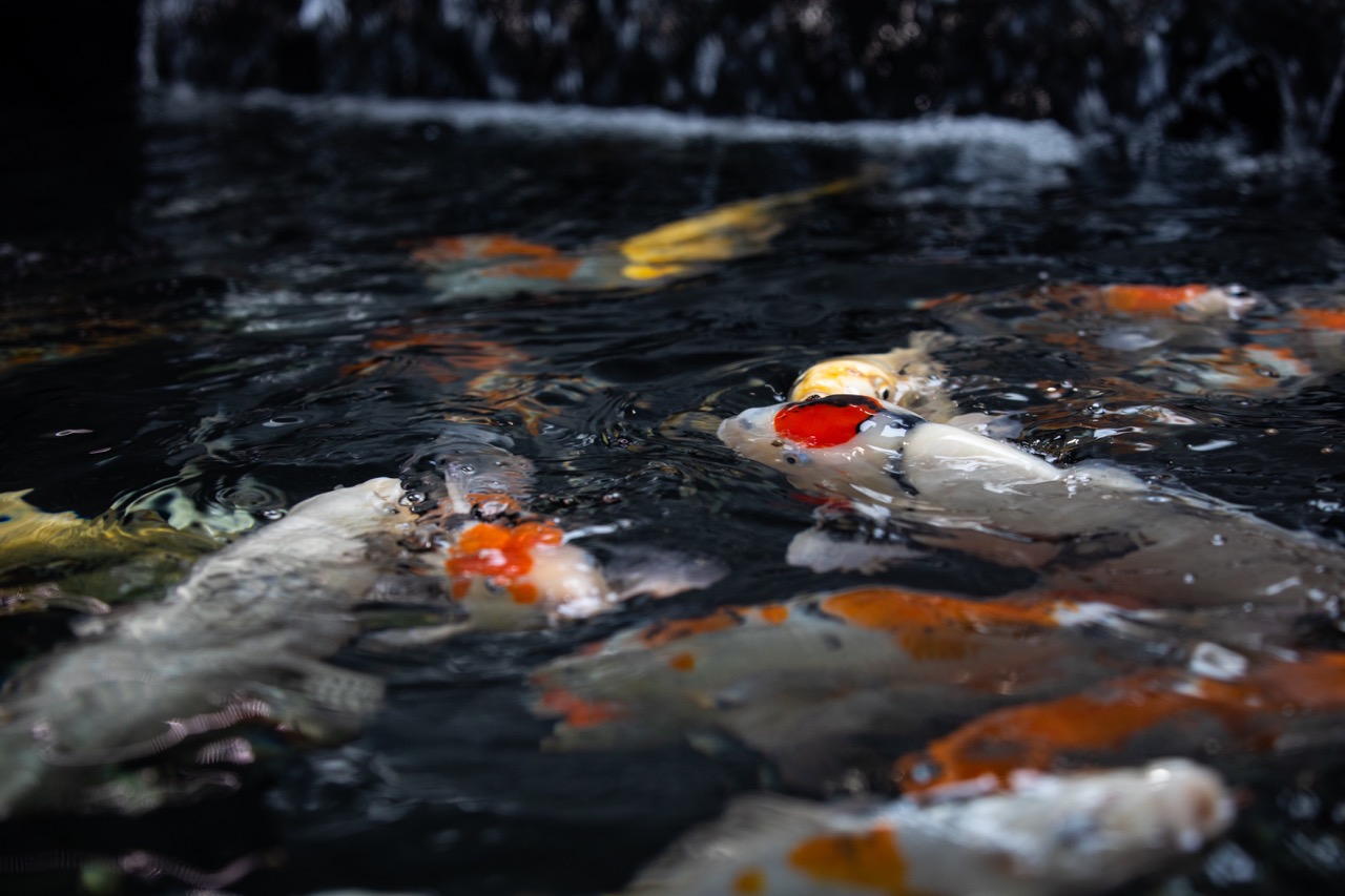 West Midlands Koi